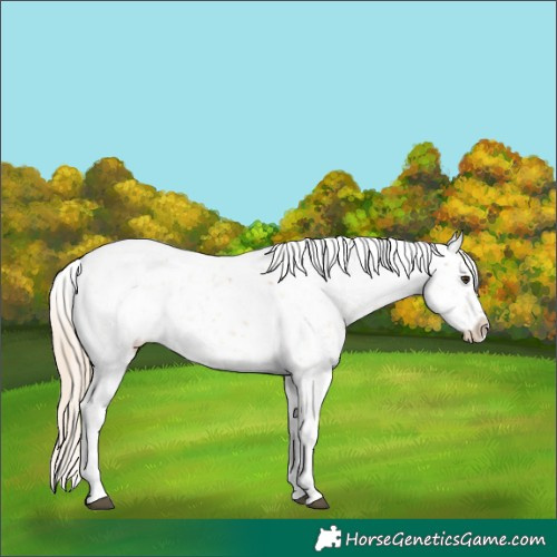 Horse Color:Palomino Tobiano Appaloosa