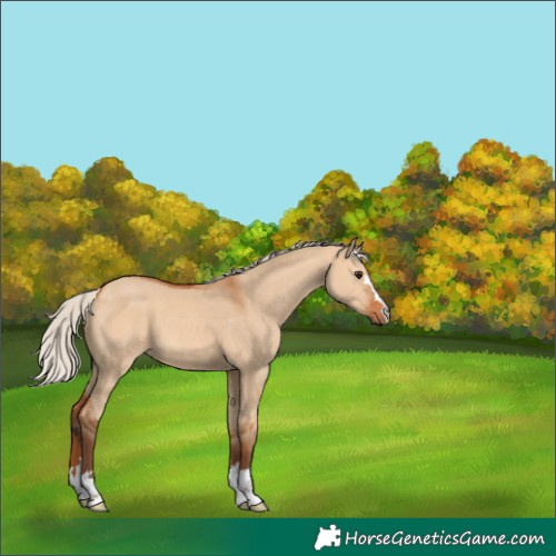 Horse Color:Silver Bay Dun 