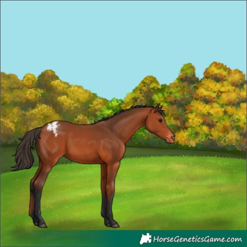 Horse Color:Bay Appaloosa 