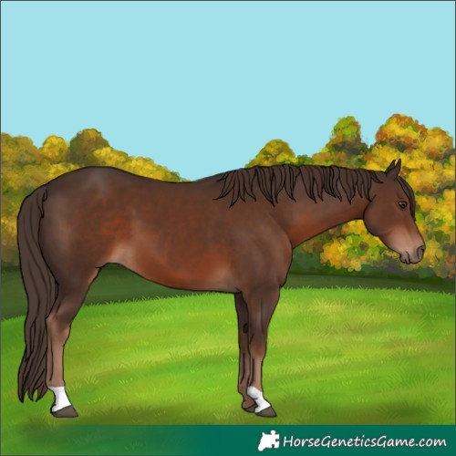 Horse Color:Liver Chestnut 