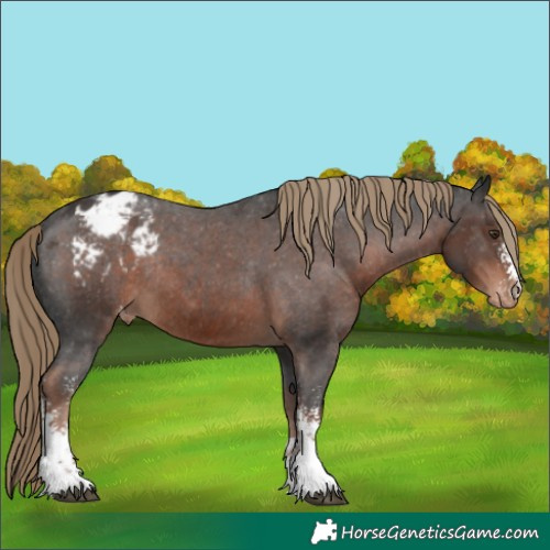 Horse Color:Liver Chestnut Sabino Appaloosa Rabicano 
