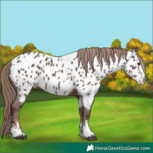 Horse Color:Liver Chestnut Sabino Near Leopard Rabicano 