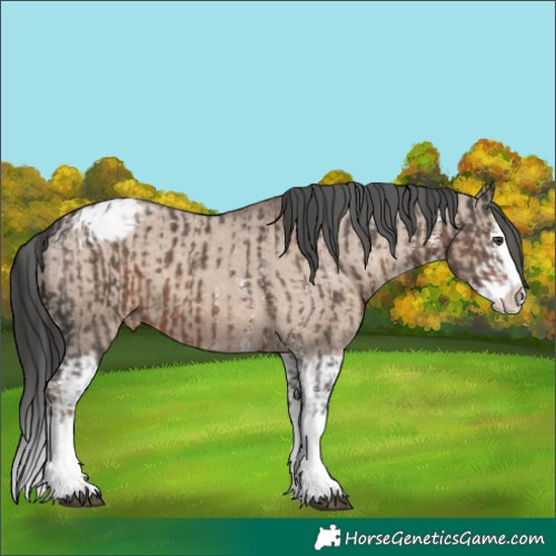 Horse Color:Liver Chestnut Sabino Splash Appaloosa  and Liver Red Dun Splash Appaloosa 