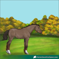 Horse Color:Liver Red Dun 