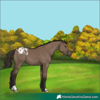 Horse Color:Liver Red Dun Blanket