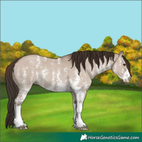 Horse Color:Liver Red Dun Sabino