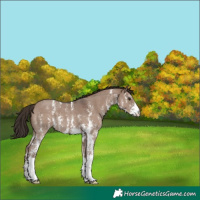 Horse Color:Liver Red Dun Sabino 