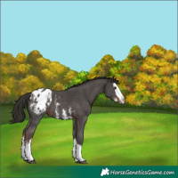 Horse Color:Liver Chestnut Sabino Splash Blanket 