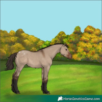 Horse Color:Liver Red Dun Appaloosa 
