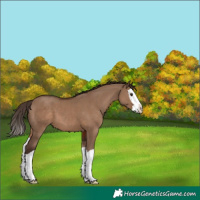 Horse Color:Liver Red Dun Splash 