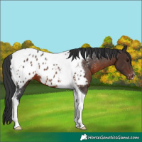 Horse Color:Brown Mushroom Tobiano Appaloosa 