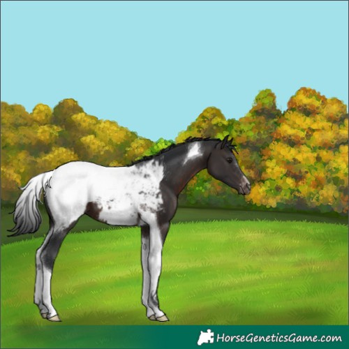 Horse Color:Brown Mushroom Tobiano Appaloosa 