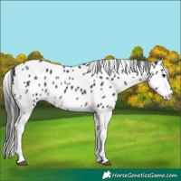 Horse Color:Brown Mushroom Tobiano Leopard 