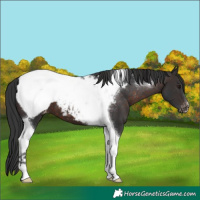Horse Color:Brown Mushroom Tobiano Snowcap 