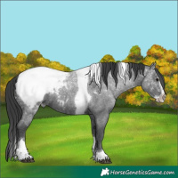 Horse Color:Blue Ice Roan Splash Tobiano Snowcap 