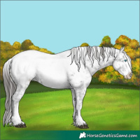 Horse Color:White Spotted Black Ice Sabino Splash Near Fewspot