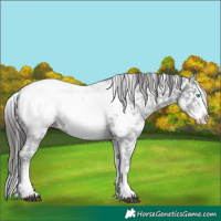 Horse Color:White Spotted Black Ice Sabino Splash Appaloosa 