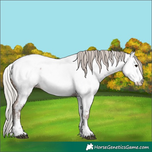 Horse Color:White Spotted Silver Black Ice Sabino Splash Near Fewspot 