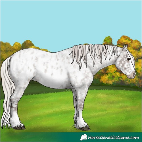 Horse Color:Silver Blue Ice Roan Sabino Splash Frame Appaloosa 