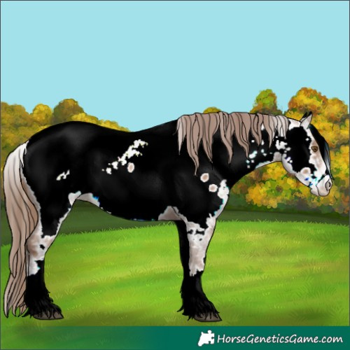 Horse Color:White Spotted Brown Pearl Appaloosa 