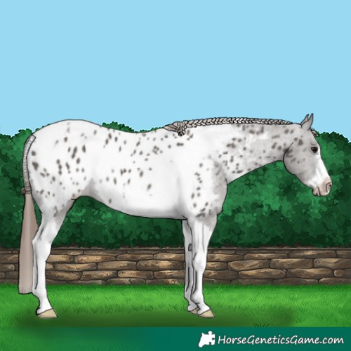 Horse Color:Grullo Tobiano Frame Appaloosa 