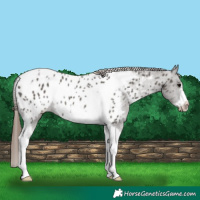 Horse Color:Grullo Tobiano Frame Near Leopard 