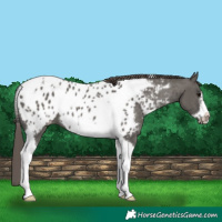 Horse Color:Grullo Tobiano Frame Appaloosa 