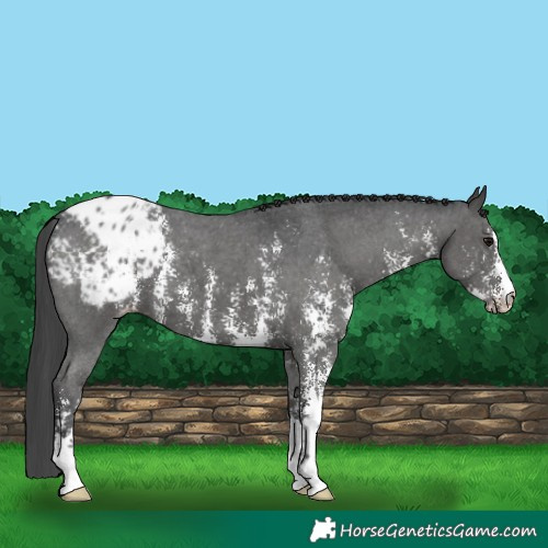 Horse Color:Black Sabino Appaloosa 
