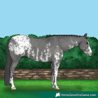 Horse Color:Black Sabino Appaloosa