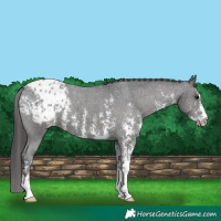 Horse Color:Black Sabino Appaloosa