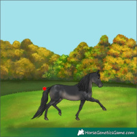 Horse Color:Black 
