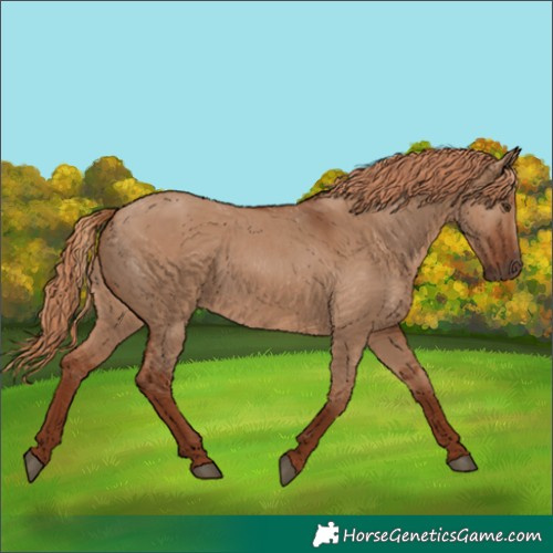 Horse Color:Red Dun 