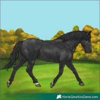 Horse Color:Black 
