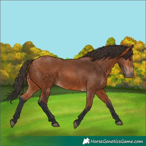 Horse Color:Bay 