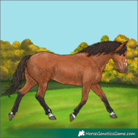 Horse Color:Bay 