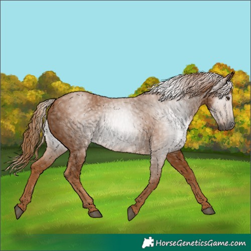 Horse Color:Gray Chestnut 