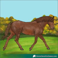 Horse Color:Chestnut 