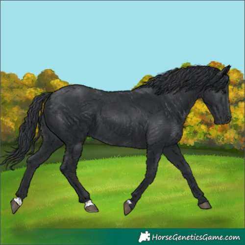 Horse Color:Black 