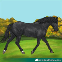 Horse Color:Black 