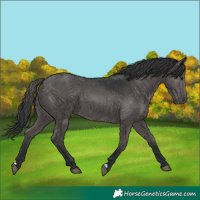Horse Color:Black 
