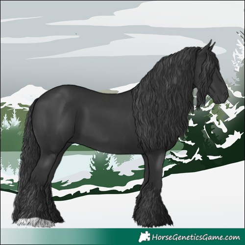 Horse Color:Black 