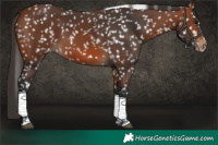 Horse Color:Bay Tobiano Snowflake Varnish