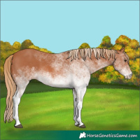 Horse Color:White Spotted Chestnut