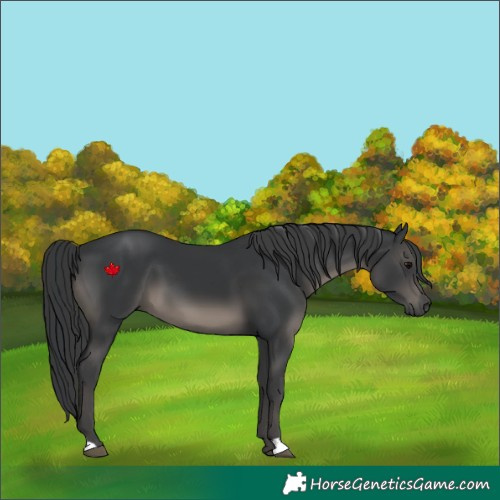 Horse Color:Black 