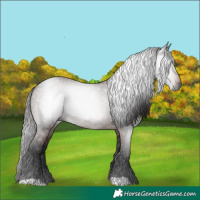 Horse Color:Gray Bay 