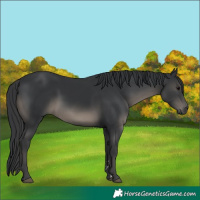 Horse Color:Black 