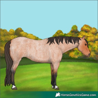 Horse Color:Bay Roan 