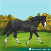 Horse Color:Black 