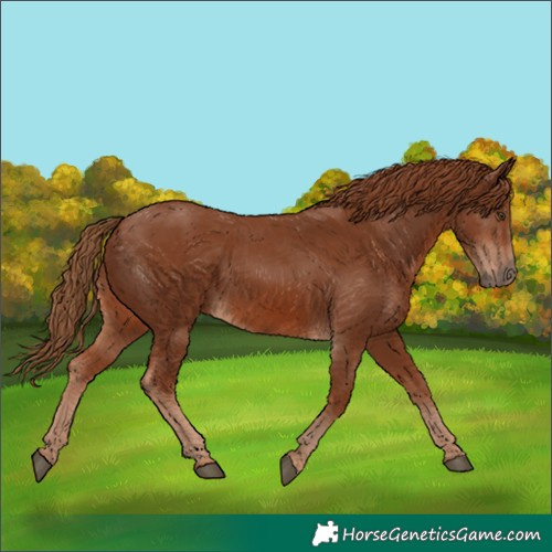 Horse Color:Chestnut 