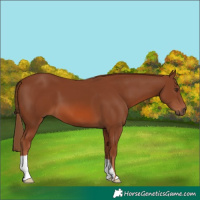 Horse Color:Chestnut 